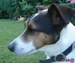 zeppo_mascotte